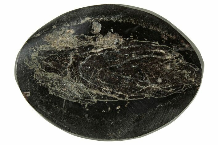 Polished Fish Coprolite (Fossil Poo) Nodule Half - Scotland #314933